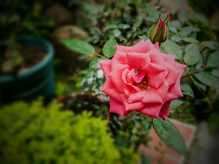 Rosa, mawar, merah muda, tanaman, Taman, bunga, bunga