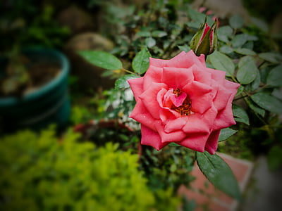 Rosa, vrtnice, roza, rastlin, vrt, cvet, cvetje