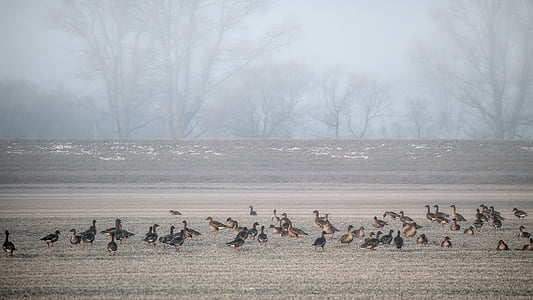 landscape, fog, geese, wild geese, morgenstimmung, winter, cold