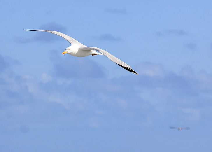 seagull, sea, bird, flight, gull, nature, sky