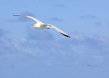 seagull, sea, bird, flight, gull, nature, sky