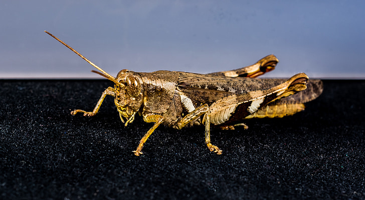 grasshopper, viridissima, insect, scare, chitin, close