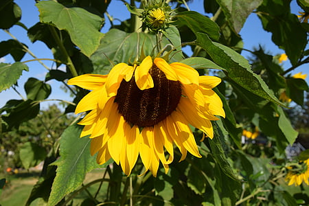 Sun flower, thực vật, màu vàng, màu xanh lá cây