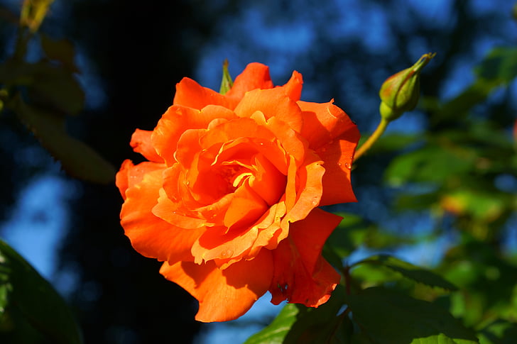 Hoa hồng, Blossom, nở hoa, màu da cam, đấu thầu, Hoa, Hoa hồng nở