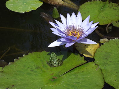 Nuphar lutea, water lily, ếch, nước, Ao, thực vật, Blossom