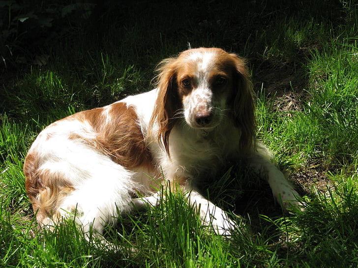 perro, Breton, spaniel bretón, blanco marrón, preocupaciones, relajado, resto