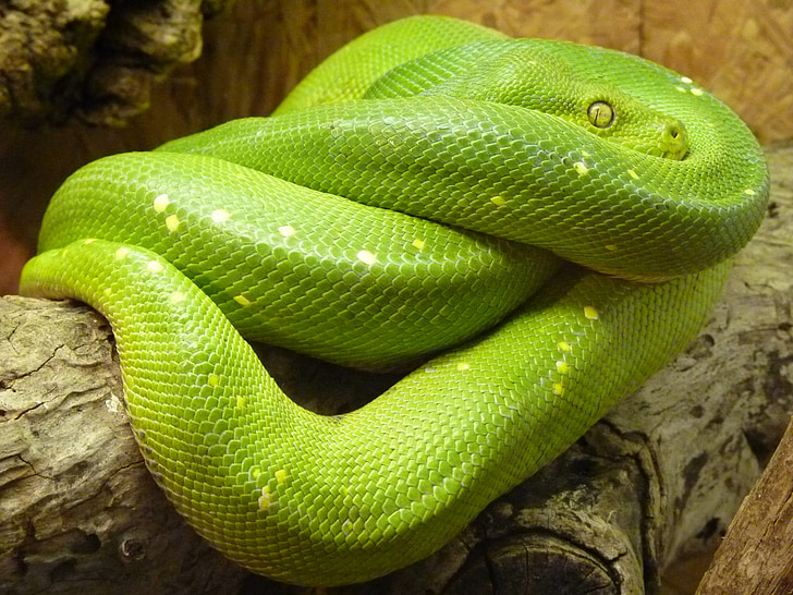 งูกรีนทรี, เมเรเลีย viridis, งู, งูเหลือม, pythoninae, สัตว์, สีเขียว