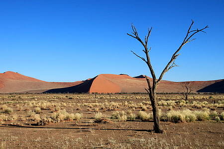 Dunes, stäppen, träd, öken, torr, Namibia, Afrika