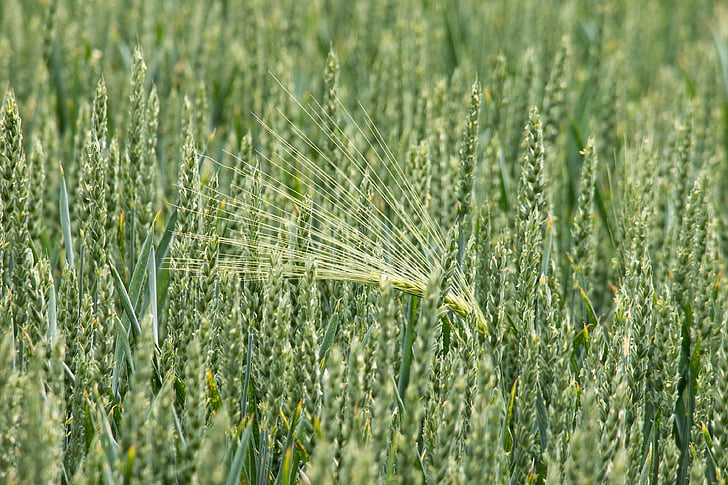 cropland, farm, field, grains, macro, plants, wheat