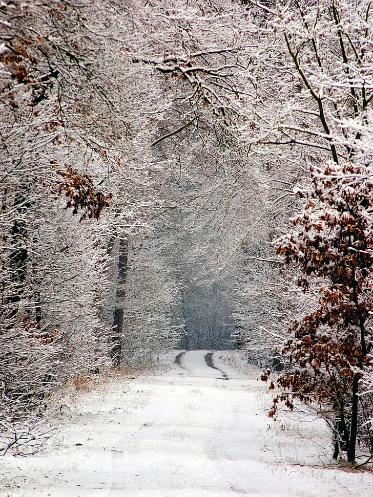 l'hivern, neu, carril de neu, pistes en la neu, distància, hivernal, bosc