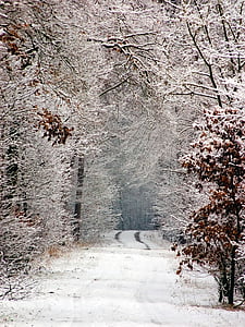 zimowe, śnieg, śnieg lane, ślady na śniegu, od, chłodny, lasu