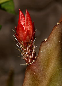 Cactus, fleur, fermer, gros plan, nature