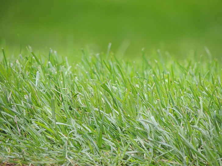 grass, green, meadow, nature, landscape, structure, texture