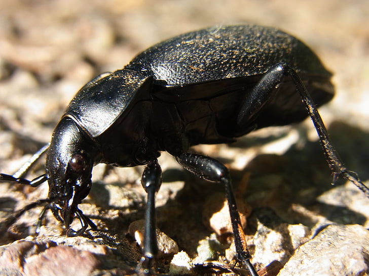 beetle, ground beetles, carabus, insect, nature, forest, animal