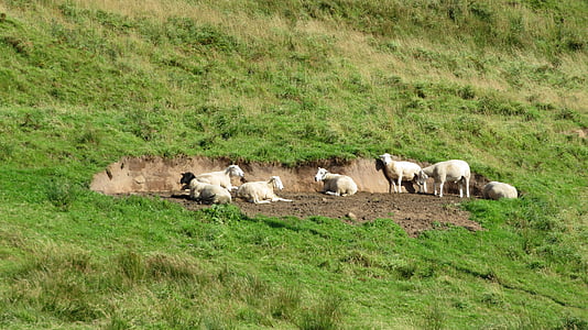 羊, 草原, 自然, 休憩, 群れ, グリーン