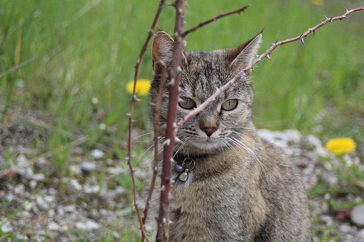 kucing, cabang, Watch