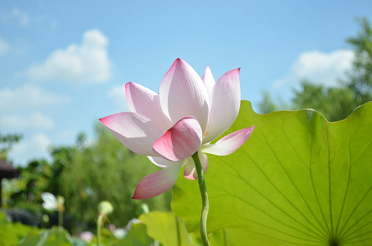 lotus, sky, green leaves, blue day, red flower, white flower, nature