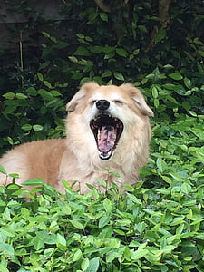 dog, yawn, pet, animal, canine, cute, tongue