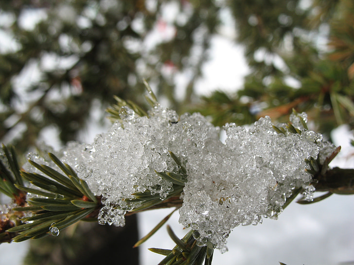 Pine, snö, makro, glass, fryst