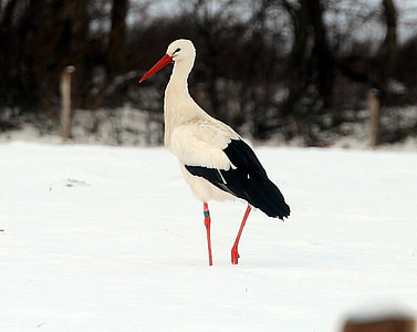 storks, white stork, bird, animals, bill, rattle stork, ciconia ciconia