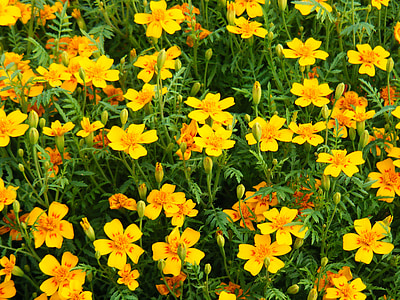 Marigold, blommor, vilda blommor, blommig, växter, naturliga, Blossom