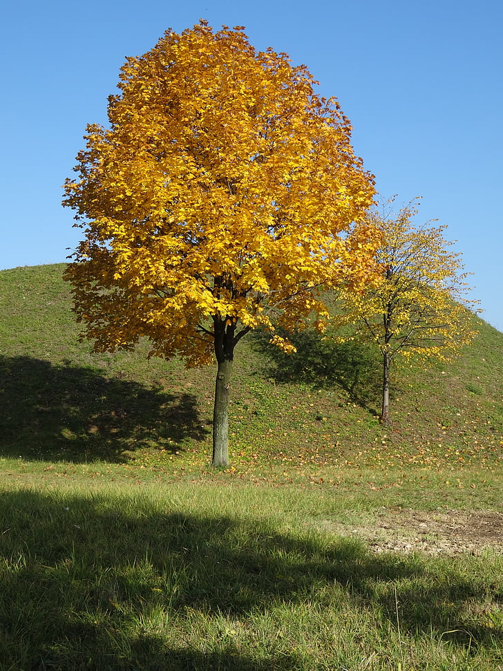 drevo, listje, jeseni, narave