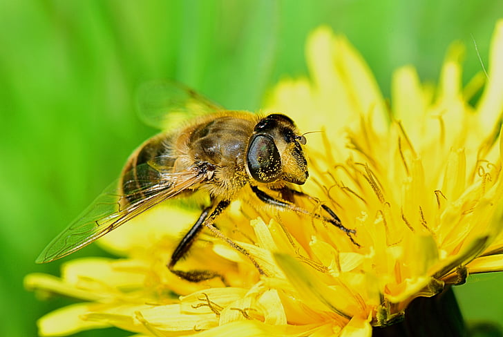 Bee, bloem, insect, natuur, geel, nectar, schoonheid