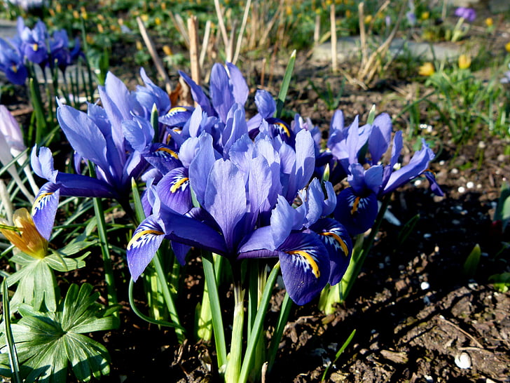 lùn iris, màu xanh, Hoa, mùa xuân