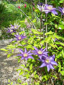 clematis, flowers, garden, blossom, bloom, purple, violet