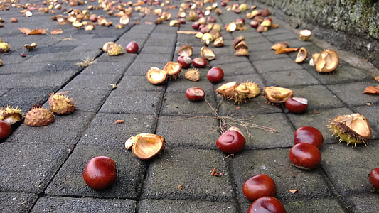 Chestnut, efterår, brun, frø