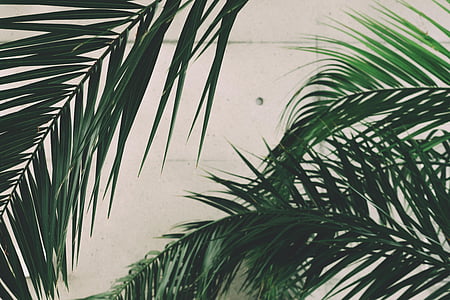 palm, leaves, green, plant, nature, palm Tree, tree
