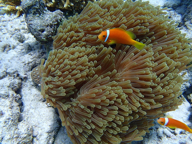anemone cá, anemone, cá, cá biển, dưới nước, màu da cam, nhiệt đới