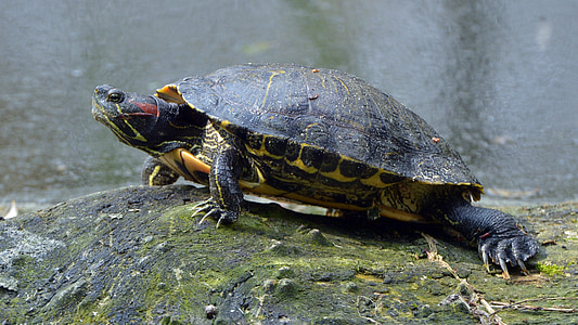 red-eared slider, fishing pond, walldorf
