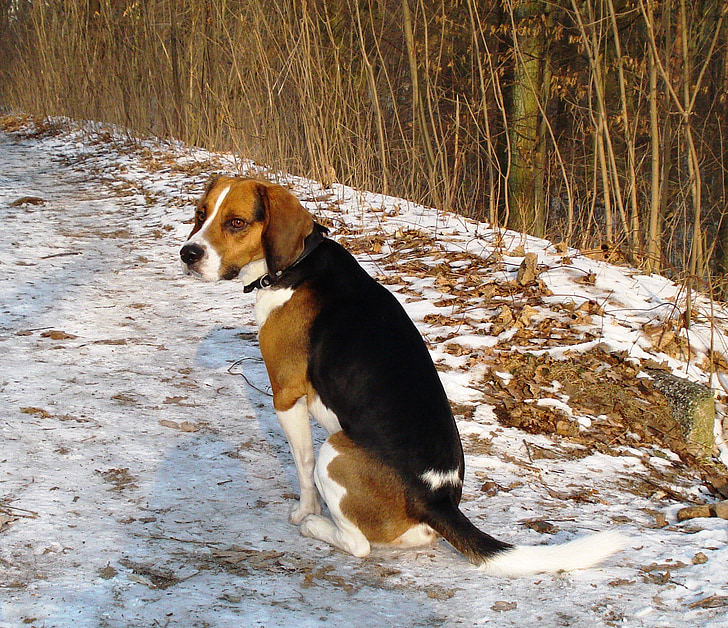 Бігль, собака, собак, ПЕТ, взимку, сніг, Природа