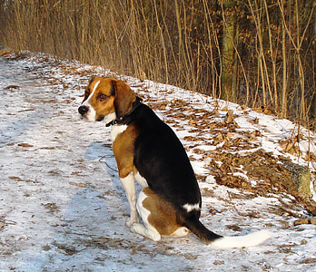 Beagle, pes, Psí, domácí zvíře, Zimní, sníh, Příroda