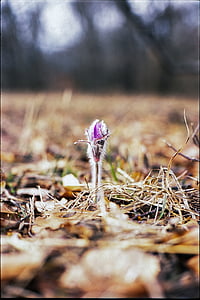pasqueflower de primăvară, violet, înflorit, pasqueflower, primavara, violet, Flora