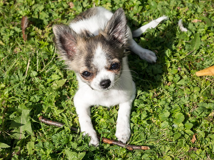 Chihuahua, cane, cucciolo, bambino, Gioca, giovani, chiwawa