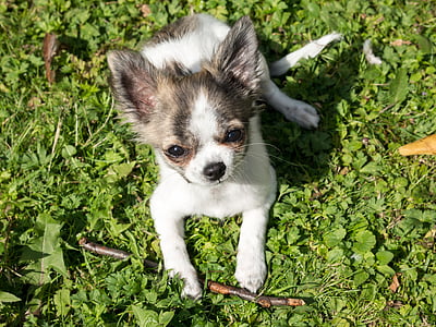 Chihuahua, kutya, kiskutya, baba, játék, fiatal, chiwawa
