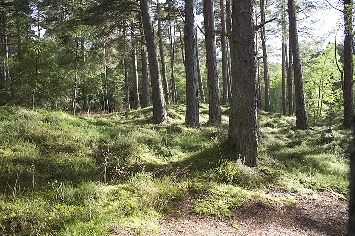 aforestation, forest, grass, logs, pines, trees, nature