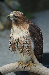Falcon, Raptor, lind, sulestiku, röövlind, kohev, loomade maailm