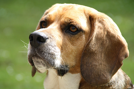 Beagle, cane, animale domestico, migliore amico, cani, matrimonio, Chiuda in su