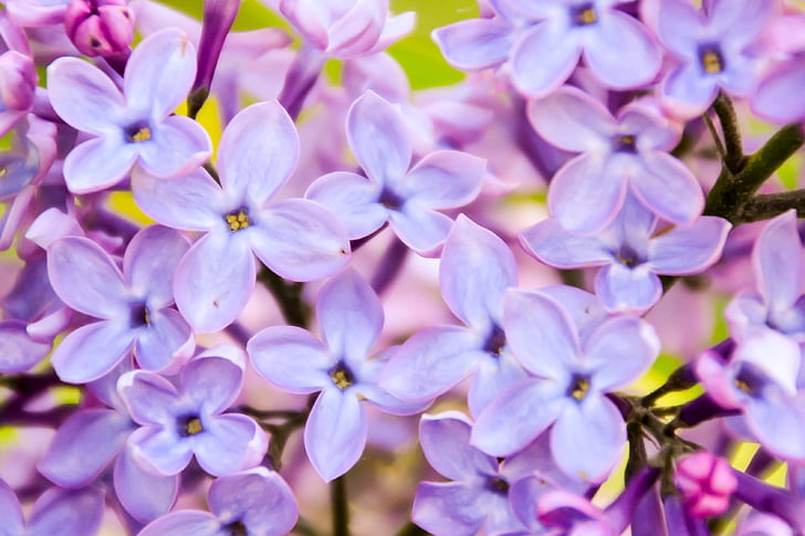 lila, violeta, rosa, fragancia, primavera, natural, flor