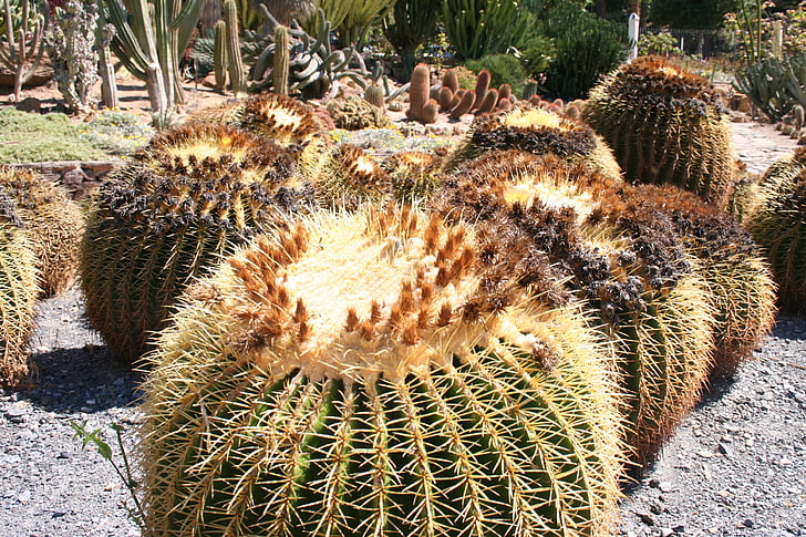 cactus, plant, garden, mexican plant, aechmea plant, rock garden
