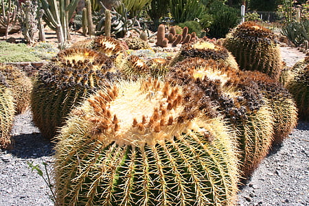 Kaktus, Anlage, Garten, mexikanische Pflanze, Aechmea Pflanze, Steingarten