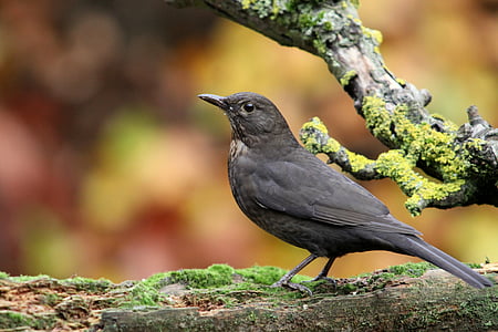 blackbird, bird, autumn, nature, wildlife, animal, outdoors