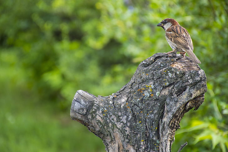 sparrow, summer, bird, nature, forest, macro