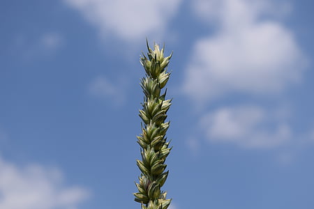 wheat, sky, grain, nature, ear, close