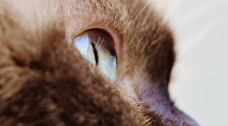 macska, szem, zár, brit Rövidszőrű, telivér, szőrme, barna
