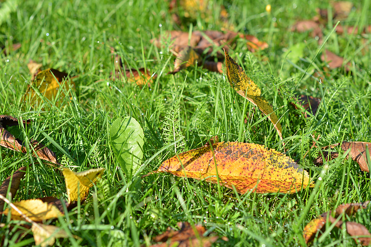 Outono, ouro, folhagem, folhas amarelas, Outono dourado, folhas a cair, gramado