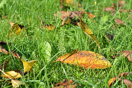 autumn, gold, foliage, yellow leaves, autumn gold, falling leaves, lawn
